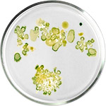 アルジースキンケア