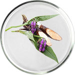 アラントインスキンケア