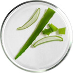 アロエベラ スキンケア