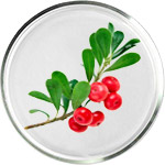 アルブチン スキンケア