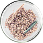 アゼライン酸スキンケア