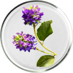 バクチオール スキンケア