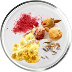 セラミド スキンケア