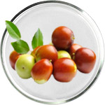 ホホバオイルスキンケア