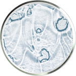 ナイアシンアミド スキンケア