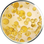 オメガ3・6 スキンケア