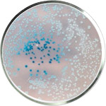 プロバイオティクス スキンケア