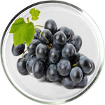 レスベラトロール スキンケア