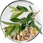 サリチル酸スキンケア