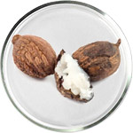 シアバタースキンケア