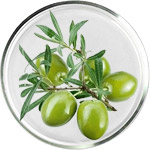 スクワラン スキンケア