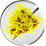 ウィッチヘーゼル スキンケア